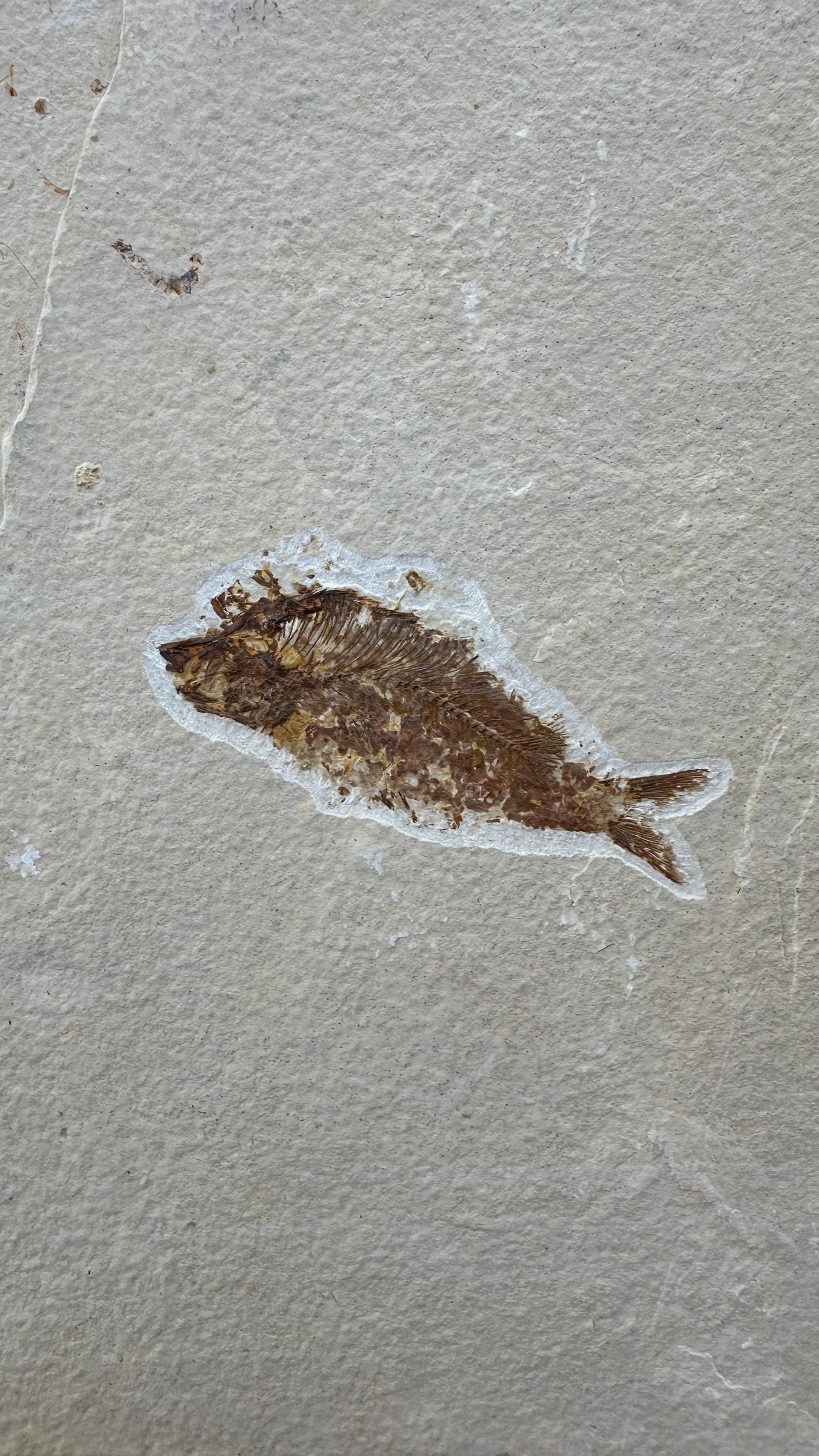 ナイティア魚の化石：ワイオミング州化石湖標本、コレクターへの贈り物