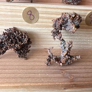 May include: Two brown, irregularly shaped, rock-like objects on a wooden surface. The objects are labeled with the numbers 8 and 9.