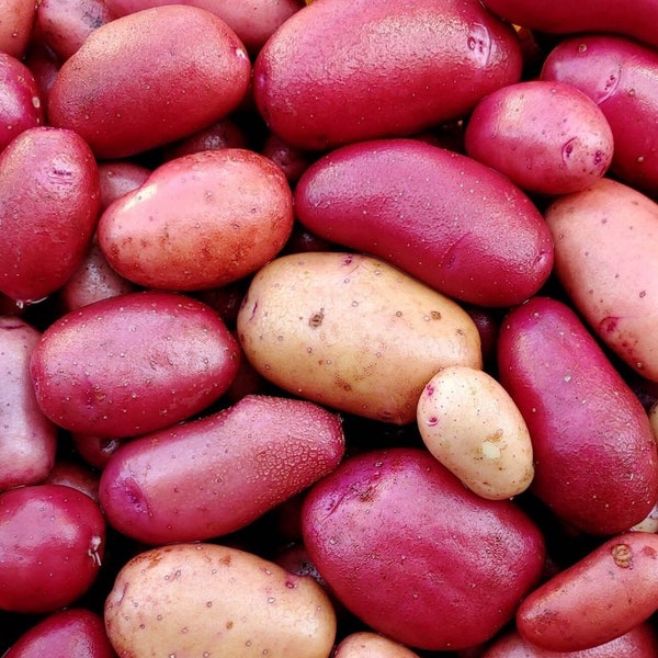 Potato Clancy F1 Seeds Non-GMO, Open Pollinated, for Hydroponics, Soil, Raised Bed, Indoor, Outdoors, In Pots -1242