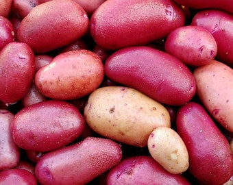 Potato Clancy F1 Seeds Non-GMO, Open Pollinated, for Hydroponics, Soil, Raised Bed, Indoor, Outdoors, In Pots -1242