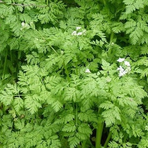 Parsley WINTER CHERVIL Seeds Herbs Anthriscus cerefolium Non-GMO, Open Pollinated, Heirloom for Hydroponics,, Soil, Indoor, Outdoors -1238