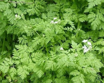 Parsley WINTER CHERVIL Seeds Herbs Anthriscus cerefolium Non-GMO, Open Pollinated, Heirloom for Hydroponics,, Soil, Indoor, Outdoors -1238