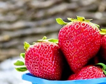 Graines de fraises biologiques, déjà stratifiées, emballage régulier, approvisionnement limité - 1260.22.2
