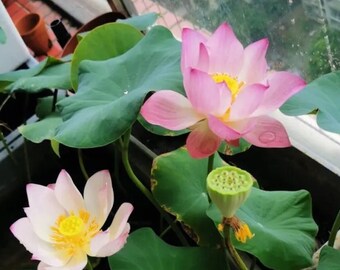 Indoor Lotus Seeds | Nelumbo nucifera | *Not blue lotus* Non-GMO, Open Pollinated, Heirloom for, Aquaponics, Outdoors ok, 10 Seeds -1266