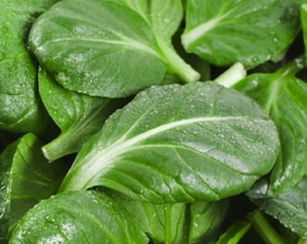 Tatsoi mustard Seeds Non-GMO, Open Pollinated, Heirloom for Hydroponics, Aquaponics, Soil, Raised Bed, Indoor, Outdoors -1235