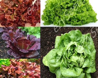 Gourmet Salad Blend Lettuce Non-GMO, Open Pollinated, Heirloom for Hydroponics, Aquaponics, Soil, Raised Bed, Indoor, In Pots, -1109