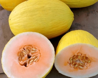 CANTALOUPE - Crenshaw Seeds Non-GMO, Open Pollinated, Heirloom for Hydroponics, Soil, Raised Bed, Indoor, Outdoors, In Pots -1228