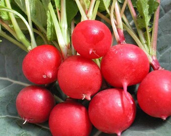 Radish Cherry Belle Seeds Non-GMO, Open Pollinated, Heirloom for Hydroponics, Aquaponics, Soil, Raised Bed, Indoor, Outdoors, In Pots -1029