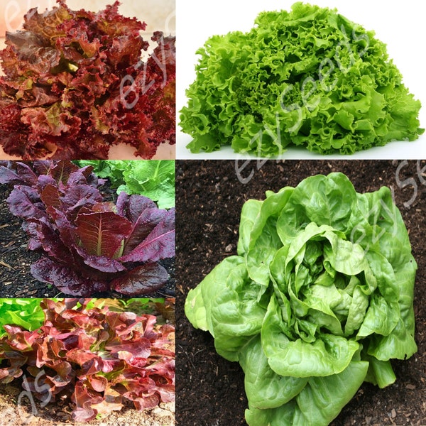 Gourmet Salad Blend Lettuce Non-GMO, Open Pollinated, Heirloom for Hydroponics, Aquaponics, Soil, Raised Bed, Indoor, In Pots, -1109