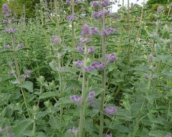 Catmint Seeds Non-GMO, Open Pollinated, Heirloom for Hydroponics, Aquaponics, Soil, Raised Bed, Indoor, Outdoors, In Pots, Green House