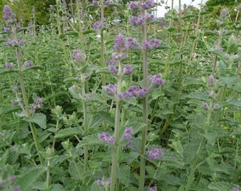 Catmint Zaden Non-GMO, Open Bestoven, Erfstuk voor Hydroponics, Aquaponics, Soil, Raised Bed, Indoor, Outdoors, In Pots, Green House