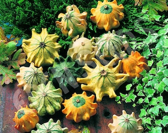 Gourd Shenot Crown of Thorns Seeds Non-GMO, Open Pollinated, Heirloom for Hydroponics, Soil, Raised Bed, Indoor, Outdoors -1249