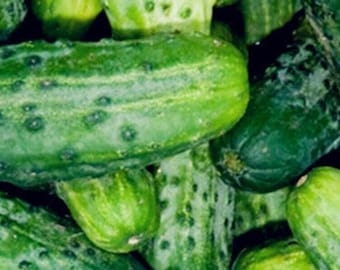 Cucumber Pickling SMR 58 Seeds Non-GMO, Open Pollinated, Heirloom for Hydroponics, Soil, Raised Bed, Indoor, Outdoors, In Pots -1234