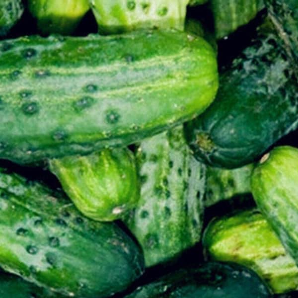 Cucumber Pickling SMR 58 Seeds Non-GMO, Open Pollinated, Heirloom for Hydroponics, Soil, Raised Bed, Indoor, Outdoors, In Pots -1234