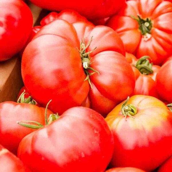 Mortgage Lifter Tomato Seeds Non-GMO, Open Pollinated, Heirloom for Hydroponics, Soil, Raised Bed, Indoor, Outdoors, In Pots -1286