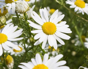 May include: A field of white daisies with yellow centers. The daisies are in full bloom and the petals are delicate and white.