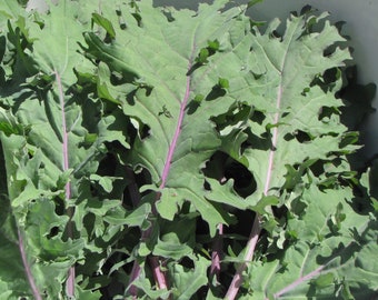 Kale Red Russian Seeds Non-GMO, Open Pollinated, Heirloom for Hydroponics, Aquaponics, Soil, Raised Bed, Indoor, Outdoors, In Pots