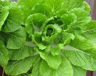 Mustard Tendergreen Seeds Non-GMO, Open Pollinated, Heirloom for Hydroponics, Aquaponics, Soil, Raised Bed, Indoor, Outdoors, Pots