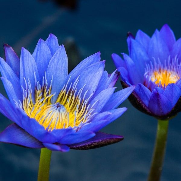 Nymphaea caerulea | Blue Egyptian Lotus Seeds Non-GMO, Open Pollinated, Heirloom for, Aquaponics, Outdoors, 10+ Seeds Pack