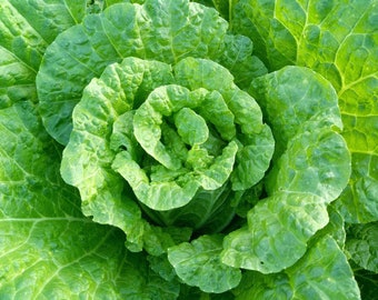 Pak Choi Seeds Non-GMO, Open Pollinated, Heirloom for Hydroponics, Aquaponics, Soil, Raised Bed, Indoor, Outdoors, In Pots -1008
