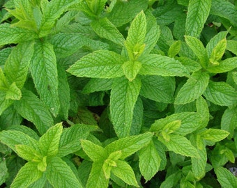 Spearmint Seeds Herbs Non-GMO, Open Pollinated, Heirloom for Hydroponics, Aquaponics, Soil, Raised Bed, Indoor, Outdoors, In Pots, -1017