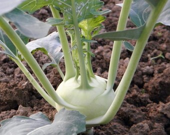 Kohlrabi Early White Vienna Seeds Non-GMO, Open Pollinated, Heirloom for Hydroponics, Aquaponics, Soil, Raised Bed, Indoor, Outdoors, Pots