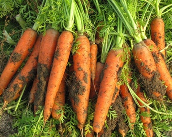 Carrot Imperator Seeds Non-GMO, Open Pollinated, Heirloom for Hydroponics, Aquaponics, Soil, Raised Bed, Indoor, Outdoors, In Pots, -1030
