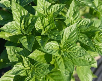 Basil Rutger's Obsession Seeds Non-GMO, Open Pollinated, Heirloom for Hydroponics, Aquaponics, Soil, Raised Bed, Indoor, Outdoors, In Pots