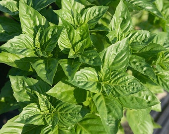 Basil Rutger's Obsession Seeds Non-GMO, Open Pollinated, Heirloom for Hydroponics, Aquaponics, Soil, Raised Bed, Indoor, Outdoors, In Pots