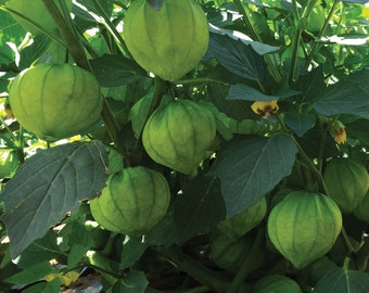 Green Tomatillo Seeds Non-GMO, Open Pollinated, Heirloom for Hydroponics, Aquaponics, Soil, Raised Bed, Indoor, Outdoors, In Pots, -1022