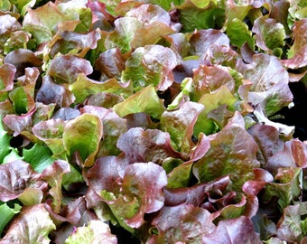 Lettuce Red sails Seeds Non-GMO, Open Pollinated, Heirloom for Hydroponics, Aquaponics, Soil, Raised Bed, Indoor, Outdoors -1241