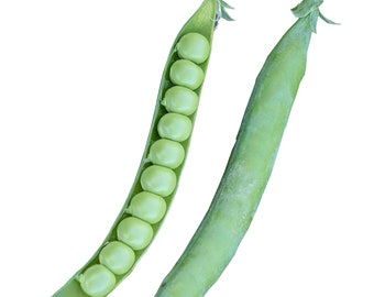 Pea PLS Seeds Non-GMO, Open Pollinated, Heirloom for Hydroponics, Aquaponics, Soil, Raised Bed, Indoor, Outdoors, In Pots, Green House
