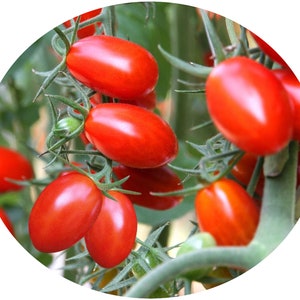 Tomato Roma Long Seeds Non-GMO, Open Pollinated, Heirloom for Hydroponics, Aquaponics, Soil, Raised Bed,Indoor,Outdoors,In Pots. -1208