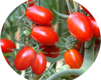 Tomato Roma Long Seeds Non-GMO, Open Pollinated, Heirloom for Hydroponics, Aquaponics, Soil, Raised Bed,Indoor,Outdoors,In Pots. -1208