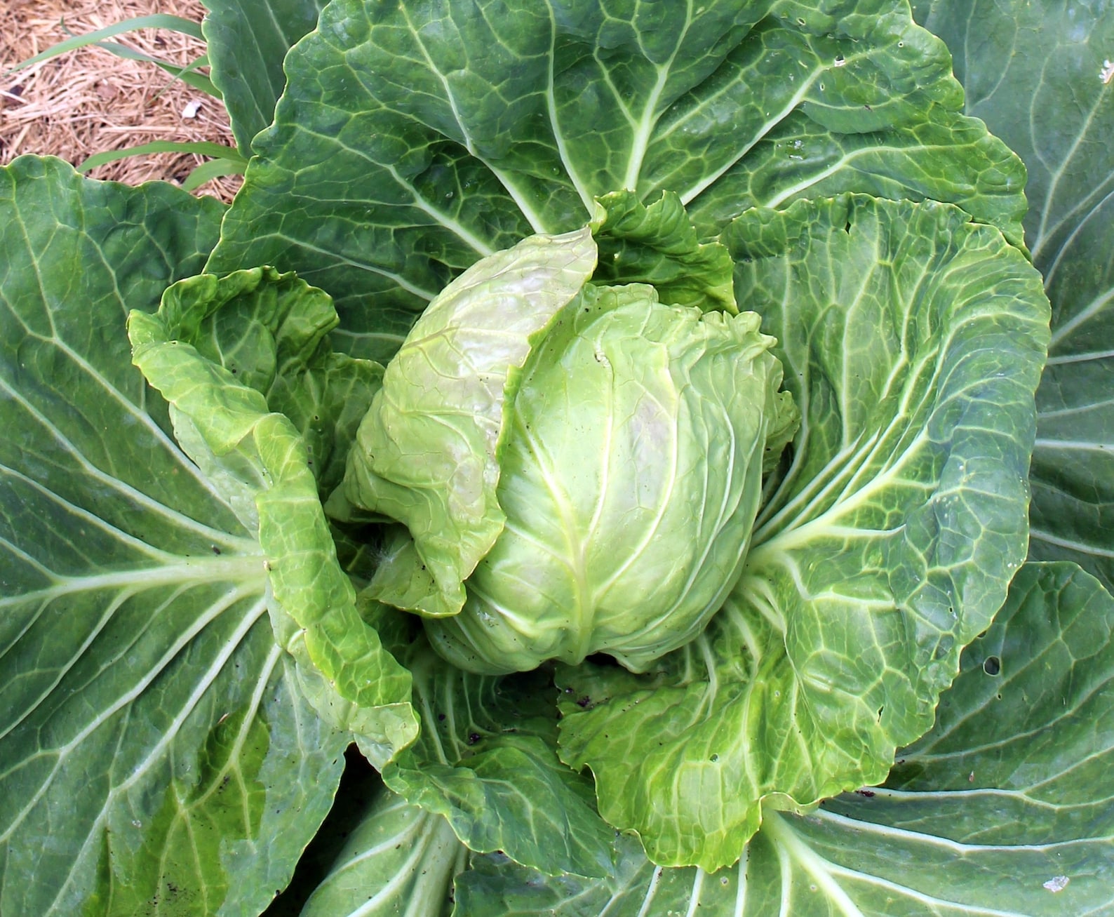 Late Premium Flat Dutch Cabbage Seeds Nongmo, Open Pollinated