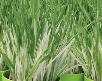 May include: Close-up of a group of potted plants with long, green and white striped leaves. The plants are in green pots.