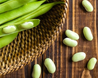 Bean Greencrop AAS Zaden Non-GMO, Open Bestoven, Erfstuk voor Hydroponics, Aquaponics, Grond, Verhoogd Bed, Binnen, Buiten, In Potten