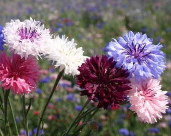 Bachelor button polka dot mix Seeds Non-GMO, Open Pollinated, Heirloom for Hydroponics, Aquaponics, Soil, Raised Bed, Indoor, Outdoors, pots