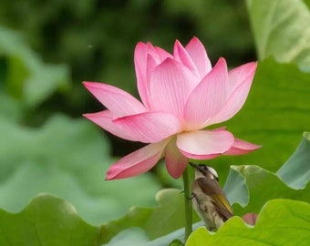 Indoor Lotus Seeds | Nelumbo nucifera | *Not blue lotus* Non-GMO, Open Pollinated, Heirloom for, Aquaponics, Outdoors ok, 5 Seeds -1266