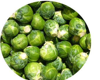 Brussel Long Island Seeds Non-GMO, Open Pollinated, Heirloom for Hydroponics, Aquaponics, Soil, Raised Bed,Indoor,Outdoors,In Pots, Gn House