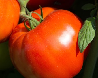 Tomato Rutgers Select Seeds Non-GMO, Open Pollinated, Heirloom for Hydroponics, Soil, Raised Bed, Indoor, Outdoors, In Pots -1100