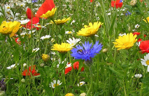 All Annual Wildflower Mix