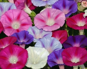 Morning glory mix Seeds Non-GMO, Open Pollinated, Heirloom for Hydroponics, Aquaponics, Soil, Raised Bed, Indoor, Outdoors, in pots