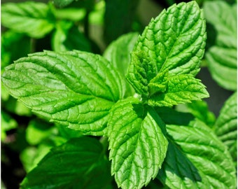 May include: Close-up of a vibrant green mint plant with lush, textured leaves.