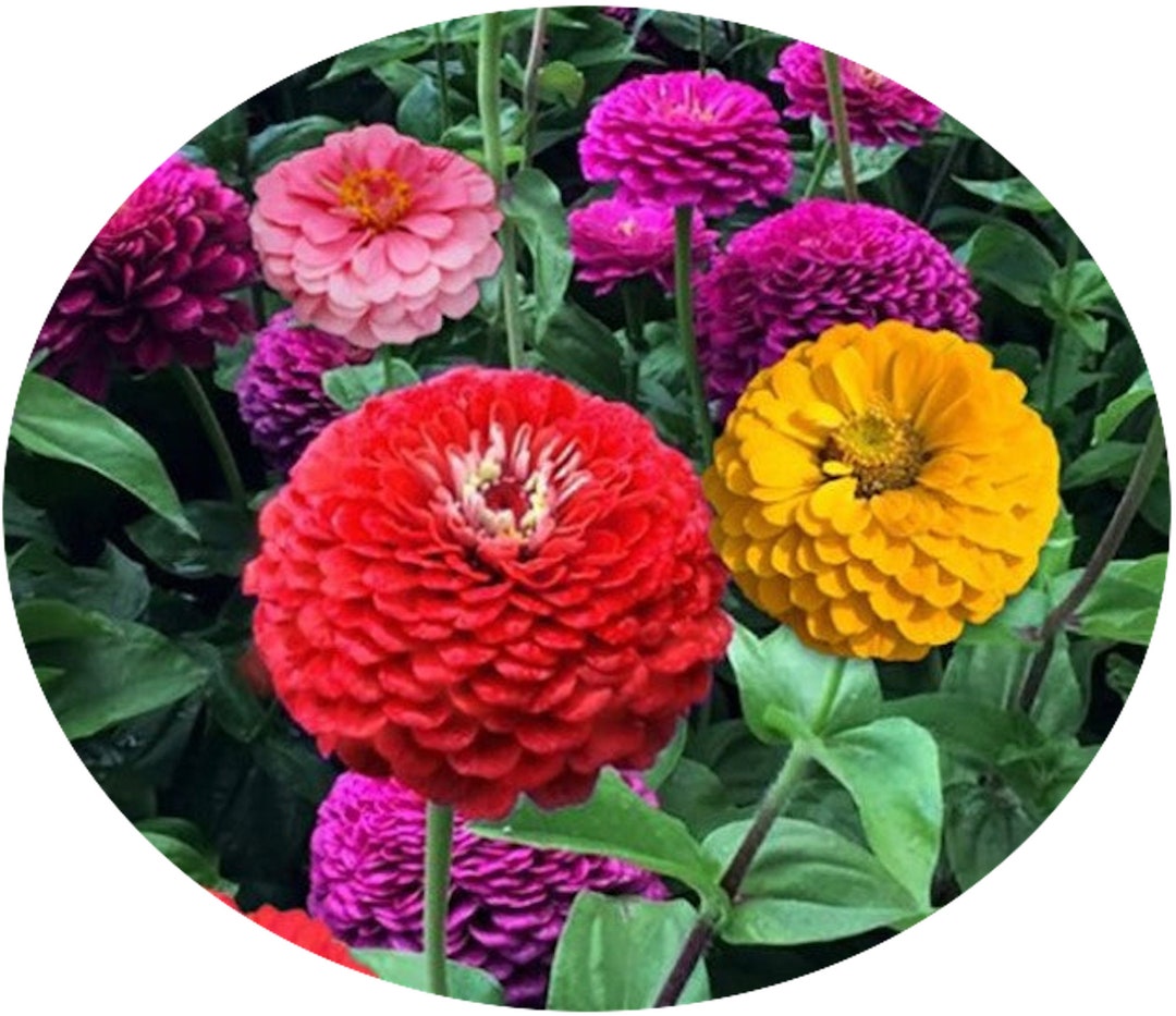Zinnia Yoga Mix Seeds Nongmo, Open Pollinated, Heirloom for