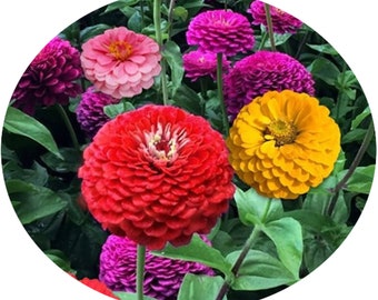 Zinnia Yoga Mix Seeds Non-GMO, Open Pollinated, Heirloom for Hydroponics, Aquaponics, Soil, Raised Bed, Indoor, Outdoors, In Pots, Grn House