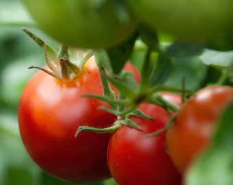 Tomato Delicious Seeds Non-GMO, Open Pollinated, Heirloom for Hydroponics, Soil, Raised Bed, Indoor, Outdoors, In Pots -1099
