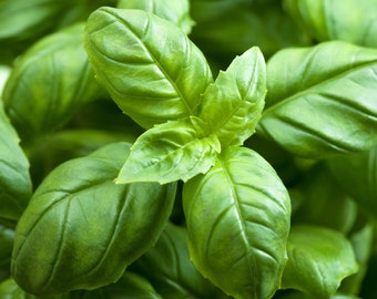 Basil Seeds Herbs Non-GMO, Open Pollinated, Heirloom for Hydroponics, Aquaponics, Soil, Raised Bed, Indoor, Outdoors, In Pots, Green House