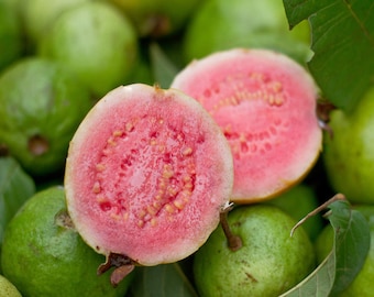 Guava Seeds Non-GMO, Open Pollinated, Heirloom for Hydroponics, Soil, Raised Bed, Indoor, Outdoors, In Pots -1239