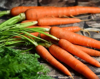 Carrot Danvers Seeds Non-GMO, Open Pollinated, Heirloom for Hydroponics, Aquaponics, Soil, Raised Bed, Indoor, Outdoors, In Pots,Green House